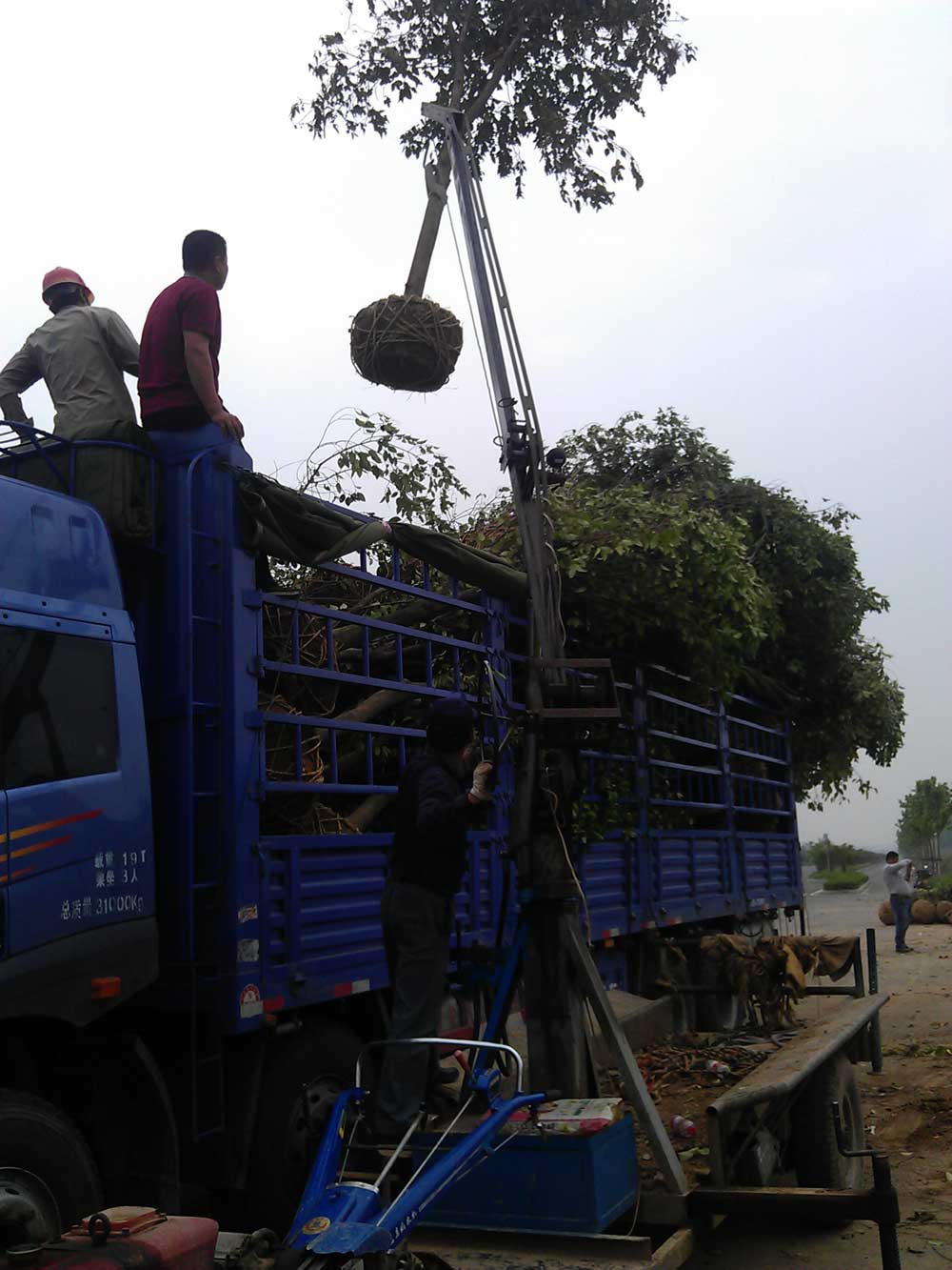 大叶女贞 红叶石楠 广玉兰发货
