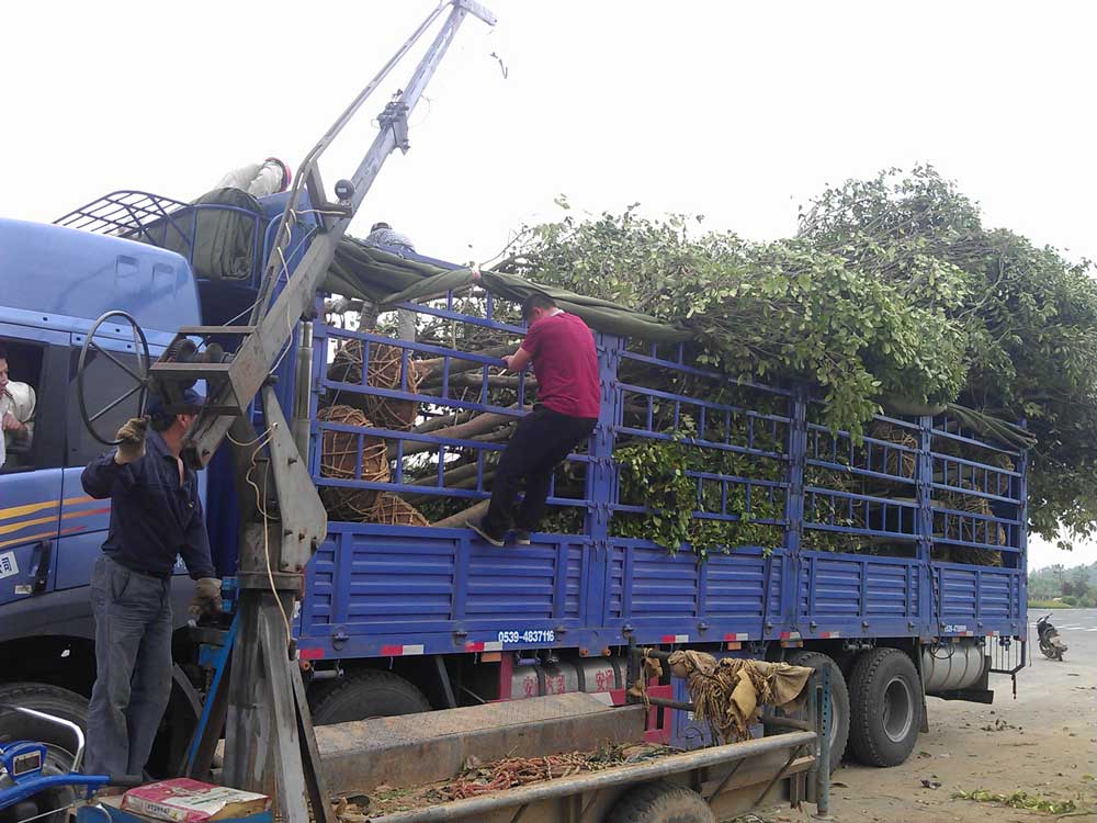 大叶女贞 红叶石楠 广玉兰发货