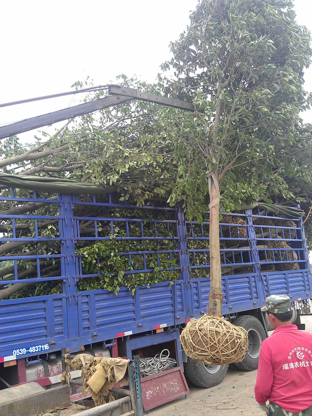 大叶女贞 红叶石楠 广玉兰发货