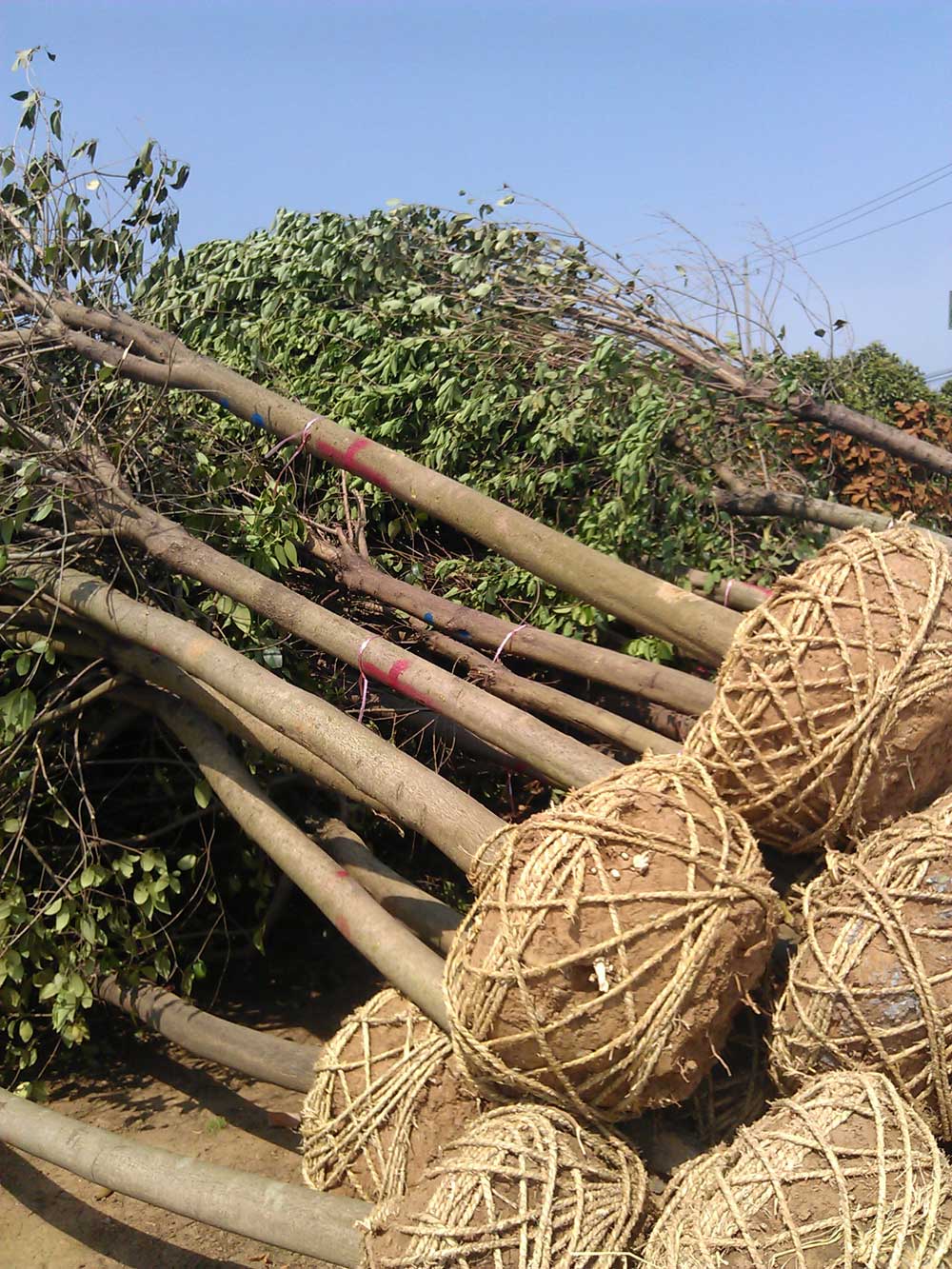 大叶女贞 红叶石楠 广玉兰发货