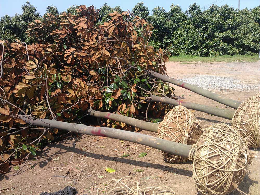 大叶女贞 红叶石楠 广玉兰发货