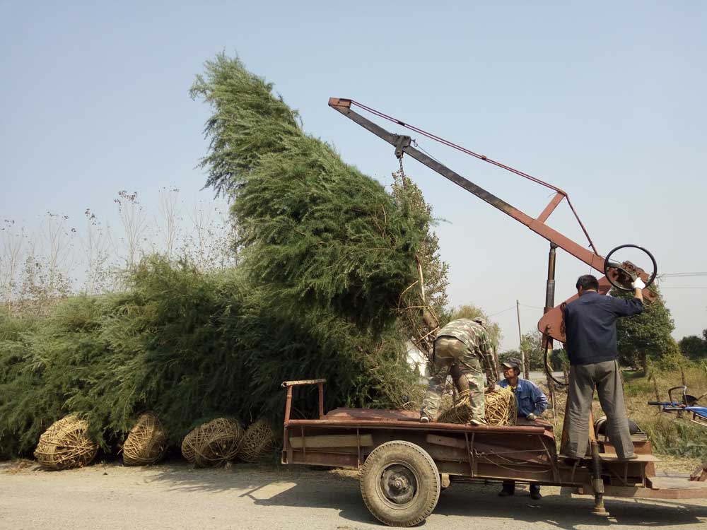 5米、6米、7米雪松一级苗