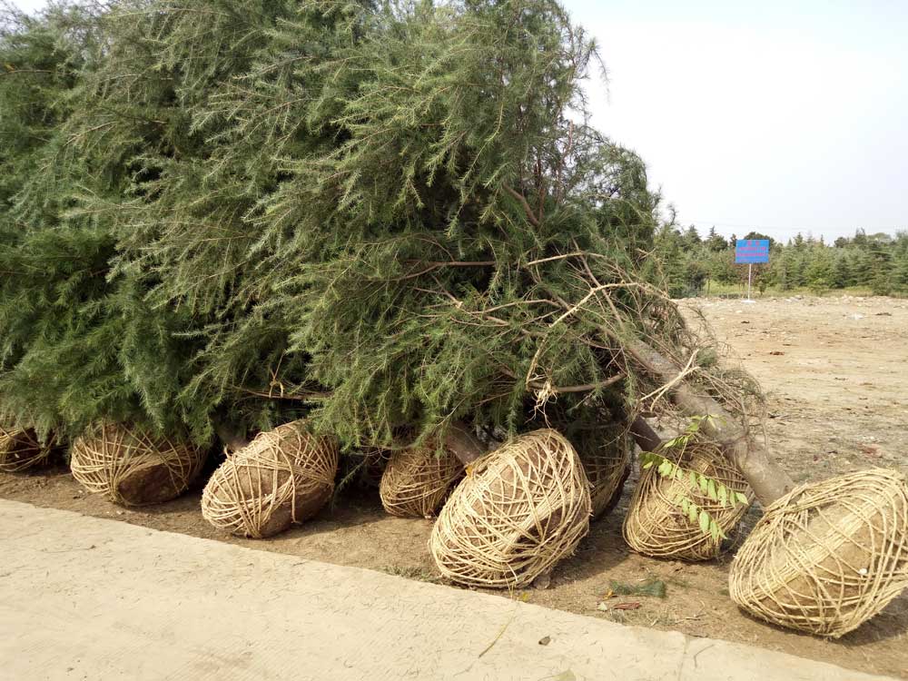 5米、6米、7米雪松一级苗