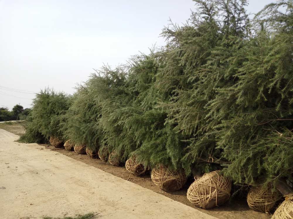 5米、6米、7米雪松一级苗