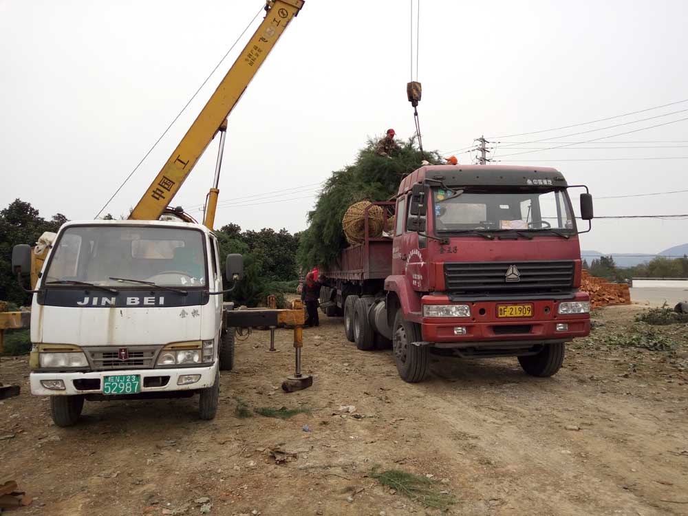 5米、6米、7米雪松一级苗