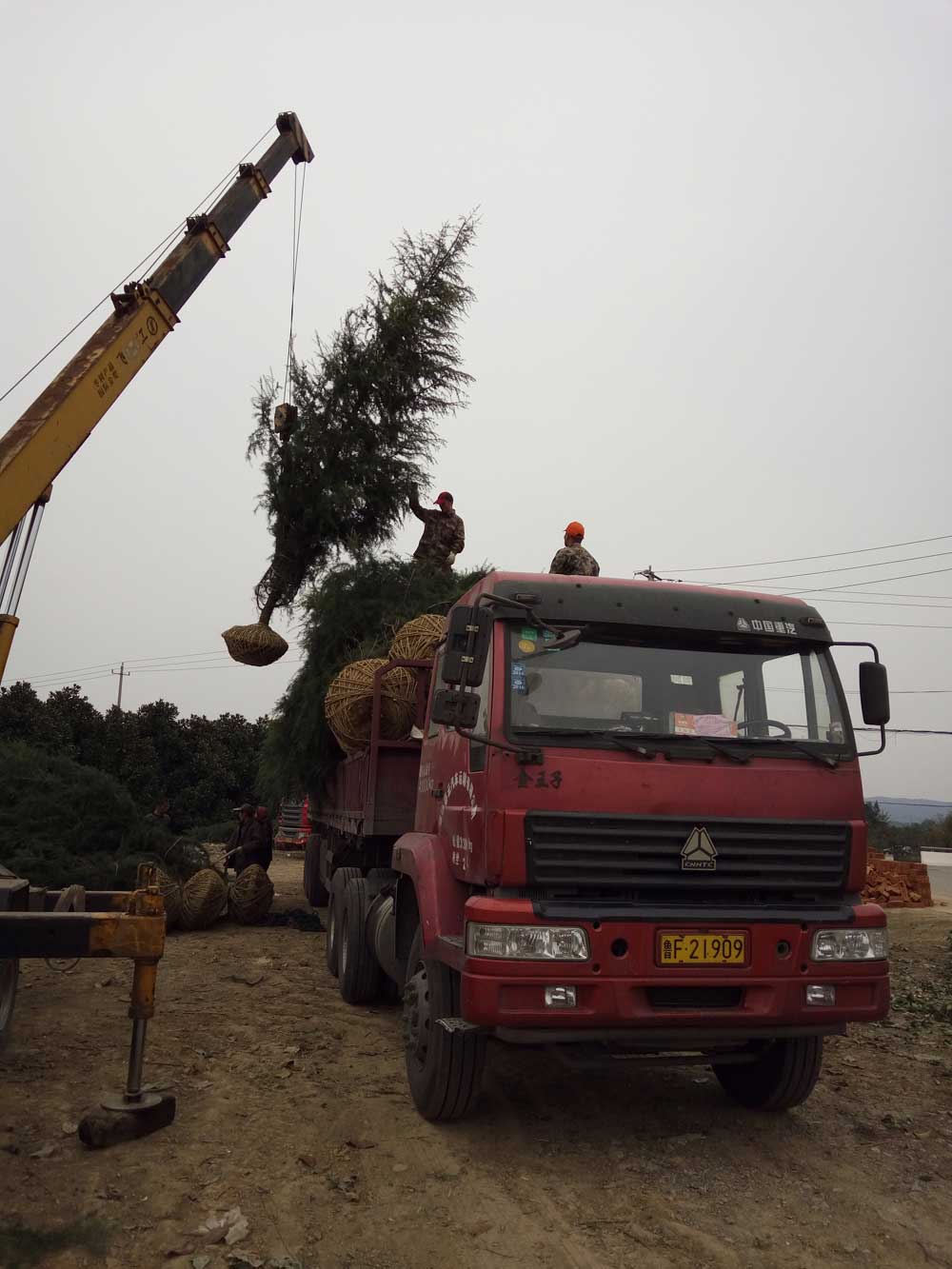 5米、6米、7米雪松一级苗