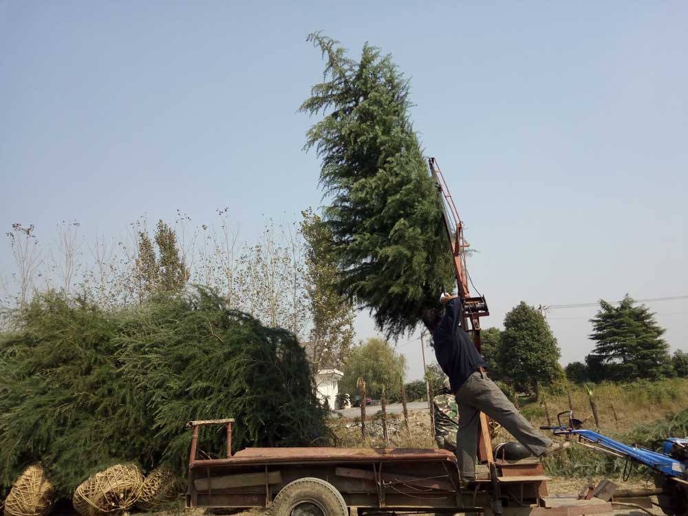 5米、6米、7米雪松一级苗