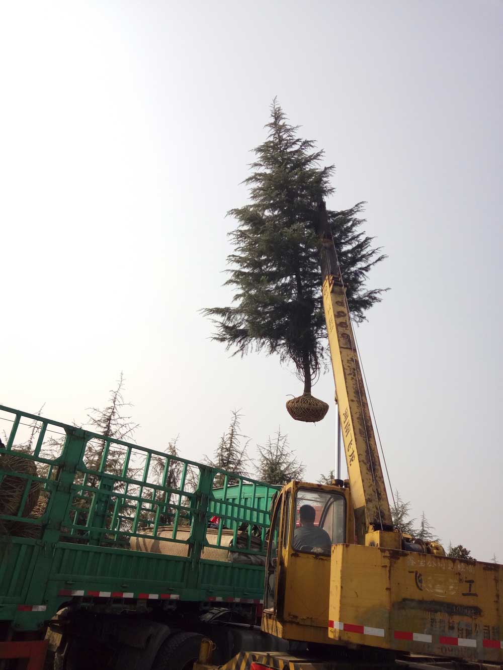 5米、6米、7米雪松一级苗