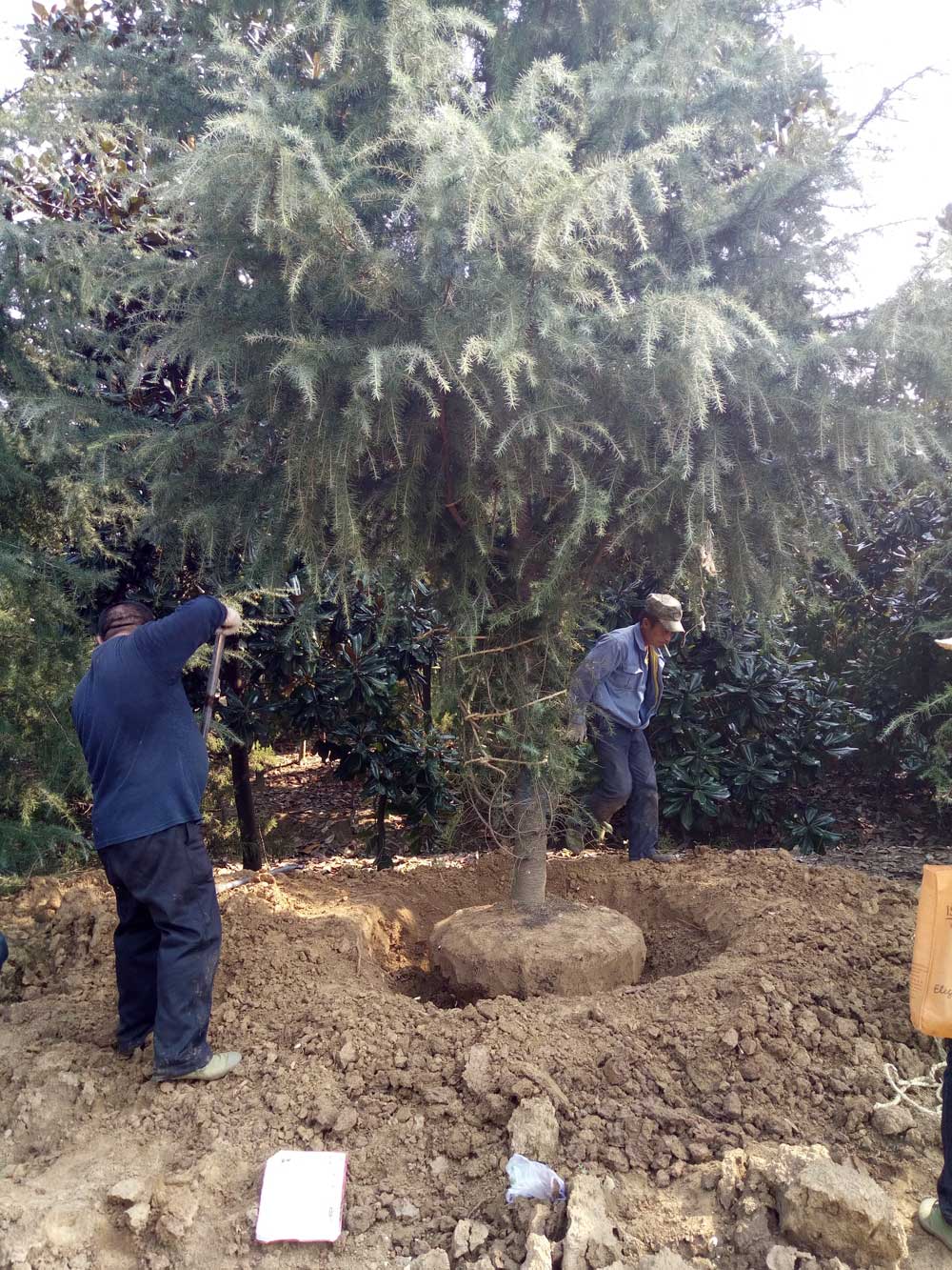 5米、6米、7米雪松一级苗