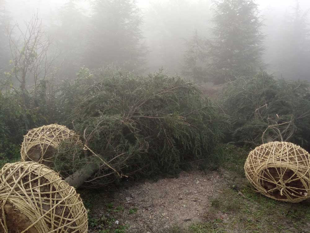 5米、6米、7米雪松一级苗