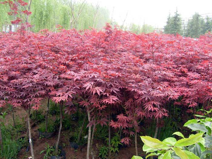 日本红枫树哪个品种最好，冬季养殖方法有哪些